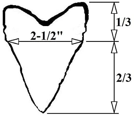 3D Printed Megalodon Shark Tooth Display Stand (Black, 2-1/2") Black 2-1/2"