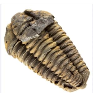 450 Million Yr Old Genuine Fossil Trilobite with Bonus Genuine Fossil Enchodus Tooth by Dinosaurs Rock
