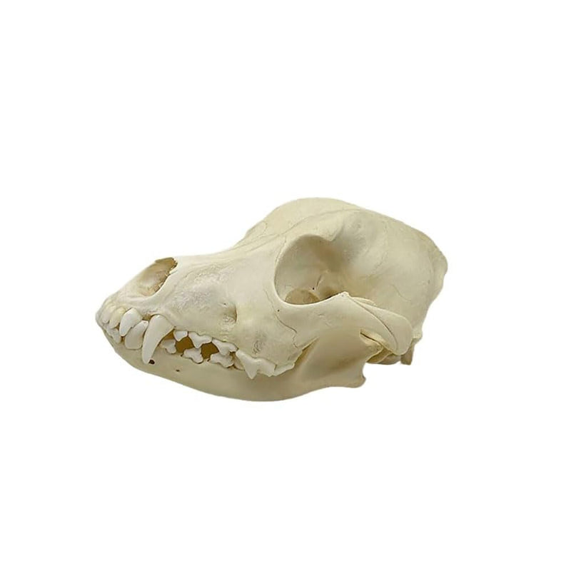 Taxidermy Real Animals Dog Skulls, Real Bones Specimen, Taxidermy Supplies for Science Education, Special Gift (Dog Skull) Dog Skull