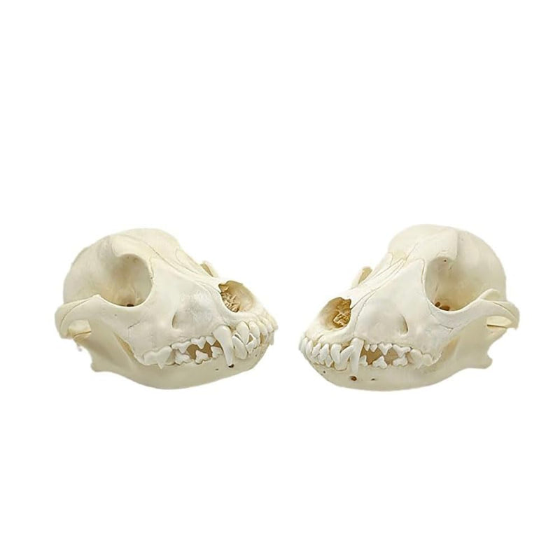Taxidermy Real Animals Dog Skulls, Real Bones Specimen, Taxidermy Supplies for Science Education, Special Gift (Dog Skull) Dog Skull