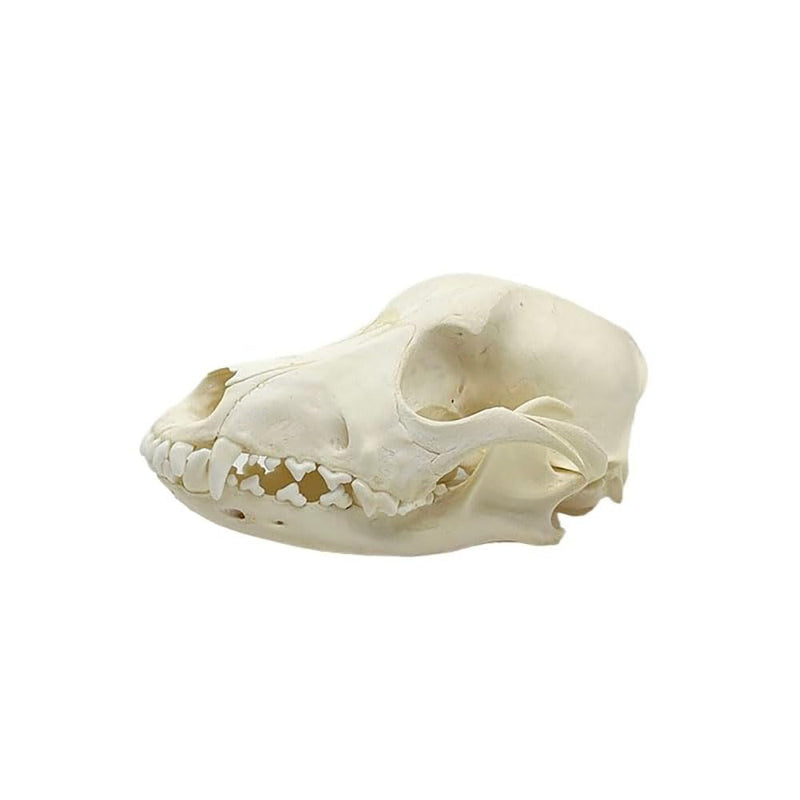 Taxidermy Real Animals Dog Skulls, Real Bones Specimen, Taxidermy Supplies for Science Education, Special Gift (Dog Skull) Dog Skull