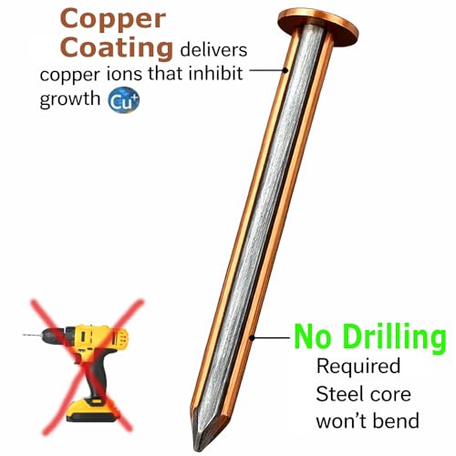  [AUSTRALIA] - Pack of (50) 4” Copper Nails with Steel cores for Killing Trees & Stumps – No Drill Needed, Won’t Bend, Eco-Friendly Chemical Free 50