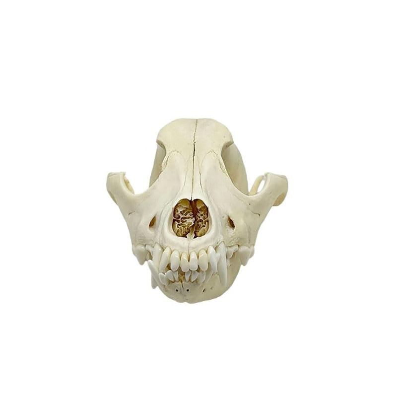 Taxidermy Real Animals Dog Skulls, Real Bones Specimen, Taxidermy Supplies for Science Education, Special Gift (Dog Skull) Dog Skull