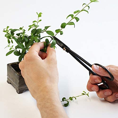Hanafubuki Wazakura Twig Bonsai Scissors Made in Japan 7inch(180mm), Japanese Bonsai Garden Tools, Hasami Pruning Shears - Black 180.0 Millimeters Twig Long Handle Black