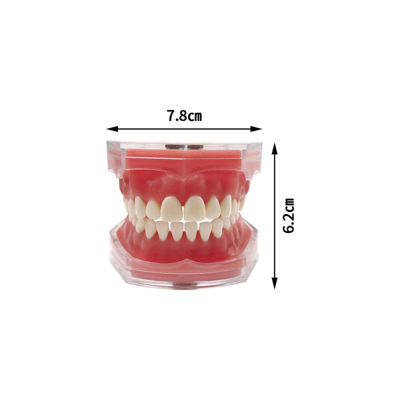 Standard Dental Demonstration, YOUYA DENTAL Teeth Model Teaching Model Study Tool Soft Gums Teaching Dental Mode with 28 Removable Teeth Red Gum-28 removable
