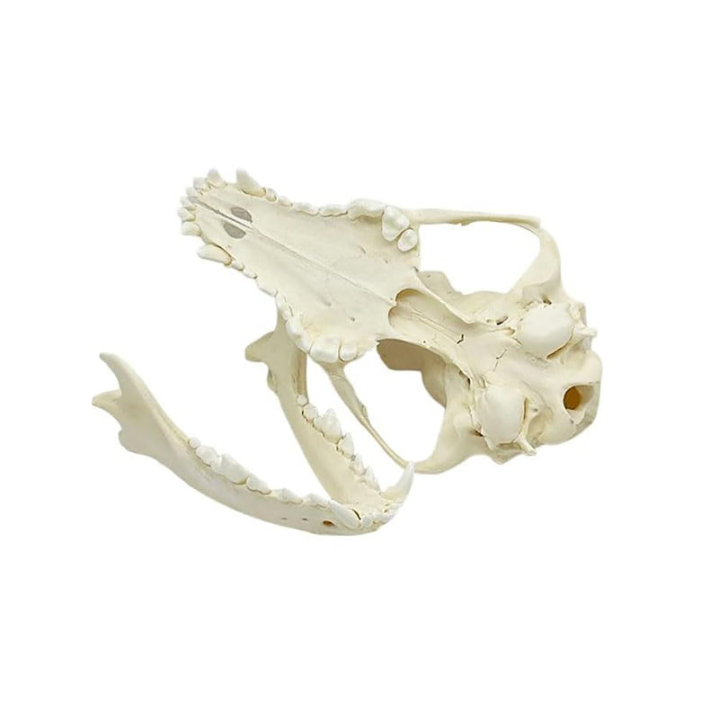Taxidermy Real Animals Dog Skulls, Real Bones Specimen, Taxidermy Supplies for Science Education, Special Gift (Dog Skull) Dog Skull
