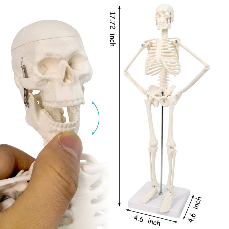 NEW HORIZON 17.7“ Human Skeleton Model for Anatomy,Movable Arms Legs Bones Structures,Whole Spine Ribs Skeleton Model,Suitable for Study Display Artificial Limbs for Medical Instruction Purposes