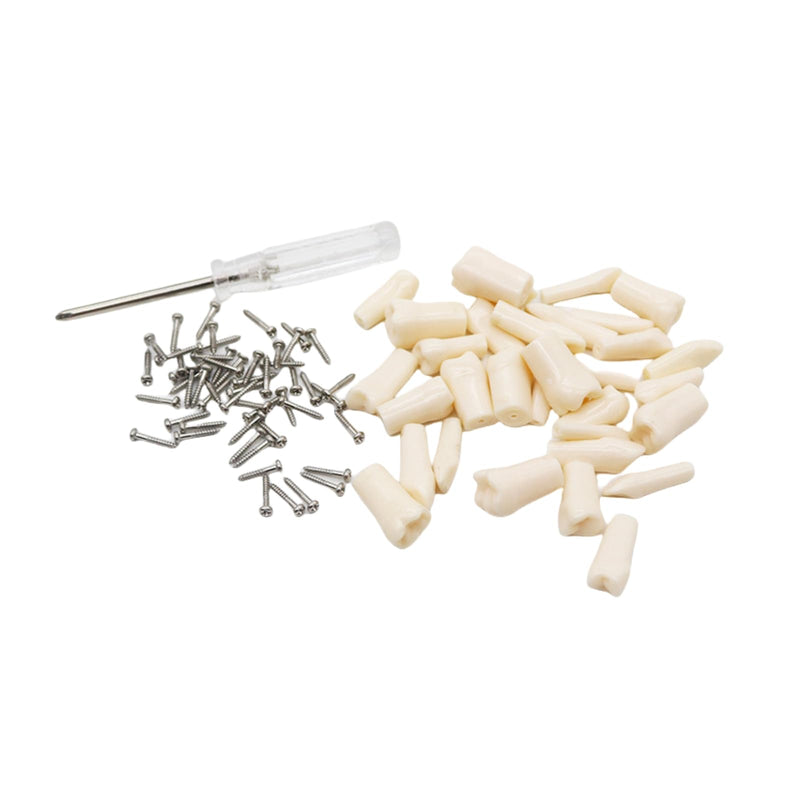 Dental Typodont Teeth Model, with 32 pcs Removable Teeth Compatible with Kilgore Nissin 200 Type for Teaching, Practice and Study 32pcs Detachable Teeth Model