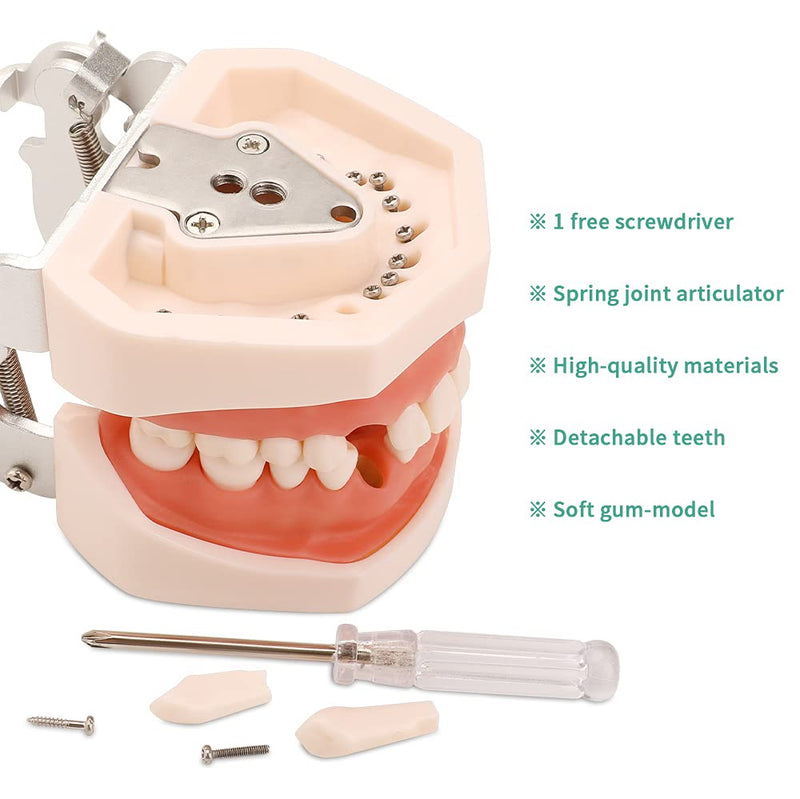 Dental Typodont Teeth Model - Practice Dentist Tooth Models for Dental Students Removable Teeth Suitable for Teaching Practice and Study with a Small Screwdriver