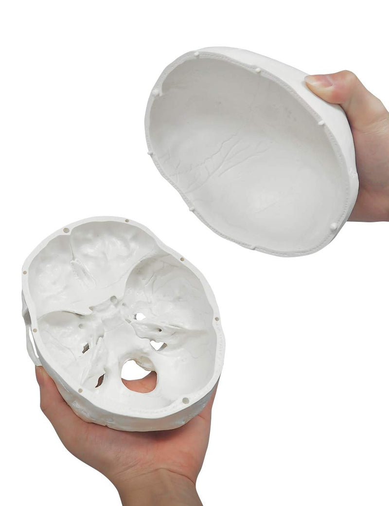Human Skull Model, Life Size 3-Part Anatomical Model with Removable Skull Cap and Articulated Mandible for Medical Student Human Anatomy Study Course White Skull