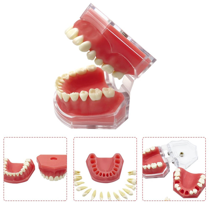 Standard Dental Demonstration, YOUYA DENTAL Teeth Model Teaching Model Study Tool Soft Gums Teaching Dental Mode with 28 Removable Teeth Red Gum-28 removable