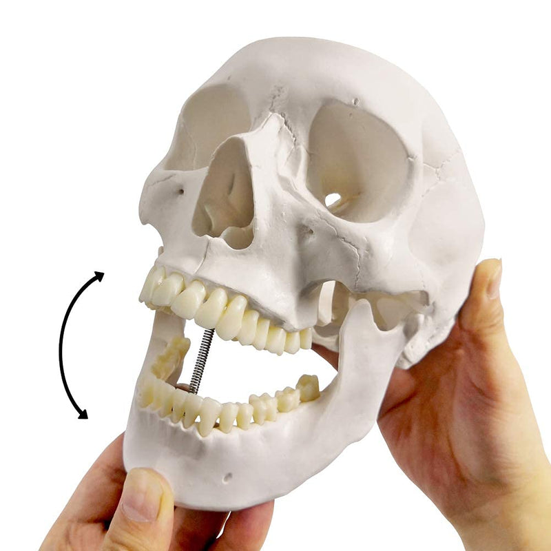 EVOTECH SCIENTIFIC Human Adult Skull Anatomical Model, Medical Quality, Life Size (9" Height) - 3 Part - Removable Skull Cap - Shows Most Major Foramen, Fossa, and Canals - for Medical Student