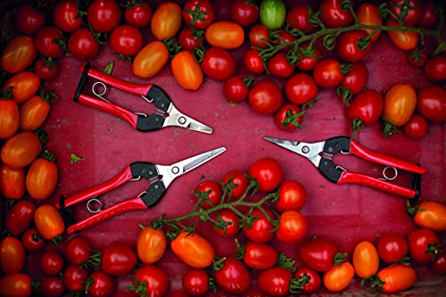 Felco F320 Pruning Snips – 6" Garden Clippers with Curved Blade & Rounded Tip | Pruning Shears for Gardening | Garden Snips and Pruners with Carbon Steel Blade, Sap Groove 1in Curved Snip Coated High Carbon Steel