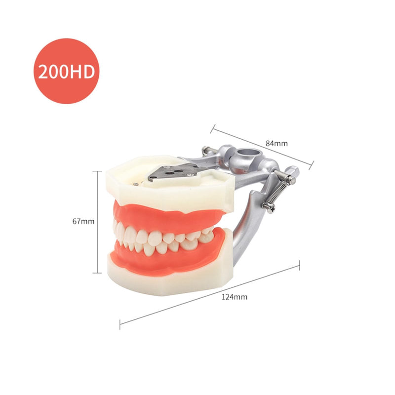 Dental Typodont Teeth Model, with 32 pcs Removable Teeth Compatible with Kilgore Nissin 200 Type for Teaching, Practice and Study 32pcs Detachable Teeth Model
