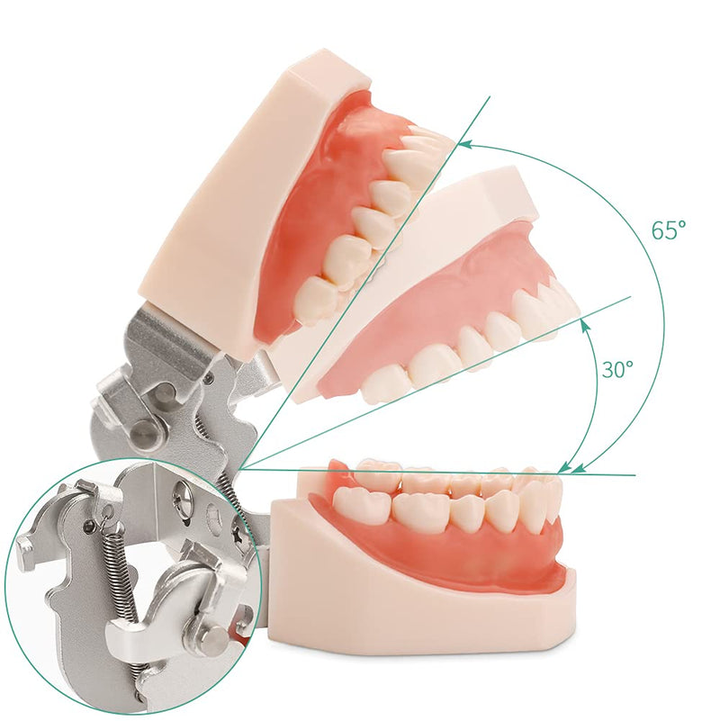 Dental Typodont Teeth Model - Practice Dentist Tooth Models for Dental Students Removable Teeth Suitable for Teaching Practice and Study with a Small Screwdriver