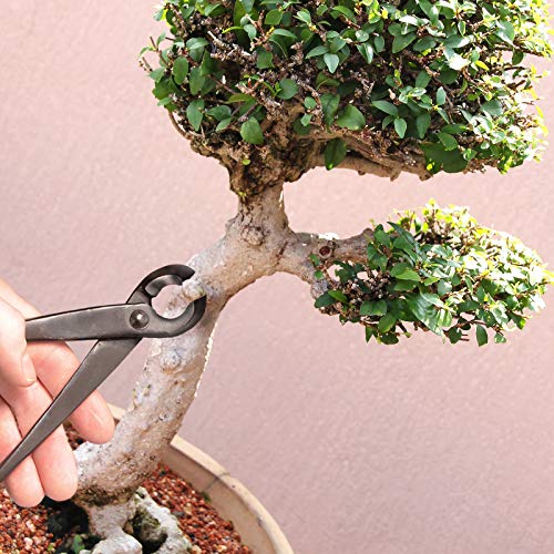 BambooMN Bonsai Tool Kit - 8" Concave Cutter & 8" Knob Cutter - 1 Set Concave Cutter & Knob Cutter Set