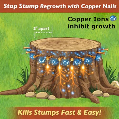  [AUSTRALIA] - Pack of (50) 4” Copper Nails with Steel cores for Killing Trees & Stumps – No Drill Needed, Won’t Bend, Eco-Friendly Chemical Free 50