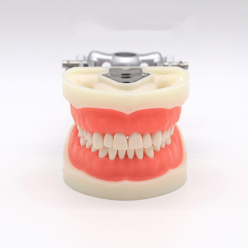 Dental Typodont Teeth Model, with 32 pcs Removable Teeth Compatible with Kilgore Nissin 200 Type for Teaching, Practice and Study 32pcs Detachable Teeth Model