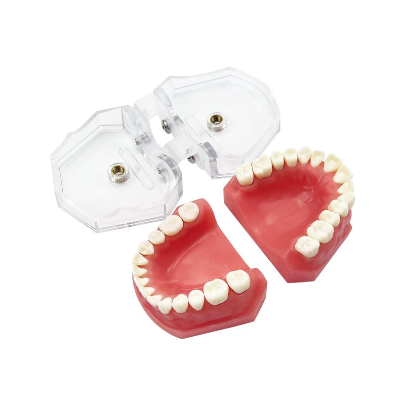 Standard Dental Demonstration, YOUYA DENTAL Teeth Model Teaching Model Study Tool Soft Gums Teaching Dental Mode with 28 Removable Teeth Red Gum-28 removable