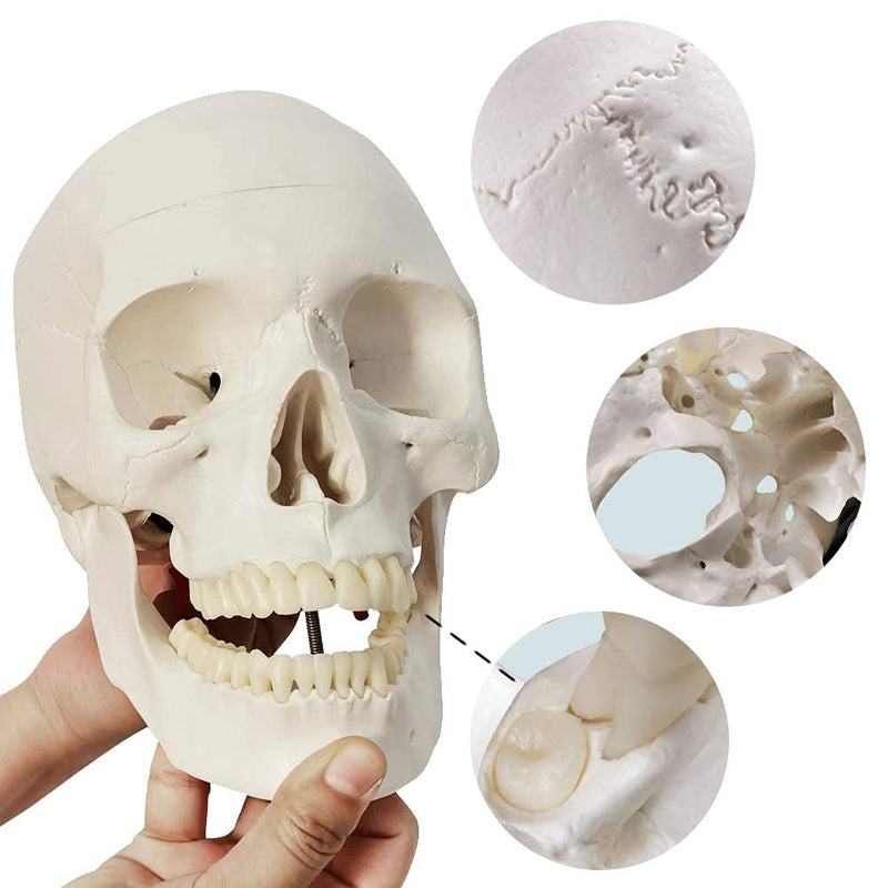 EVOTECH SCIENTIFIC Human Adult Skull Anatomical Model, Medical Quality, Life Size (9" Height) - 3 Part - Removable Skull Cap - Shows Most Major Foramen, Fossa, and Canals - for Medical Student