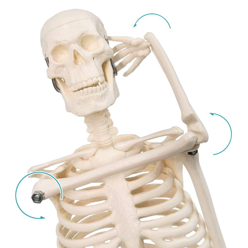NEW HORIZON 17.7“ Human Skeleton Model for Anatomy,Movable Arms Legs Bones Structures,Whole Spine Ribs Skeleton Model,Suitable for Study Display Artificial Limbs for Medical Instruction Purposes