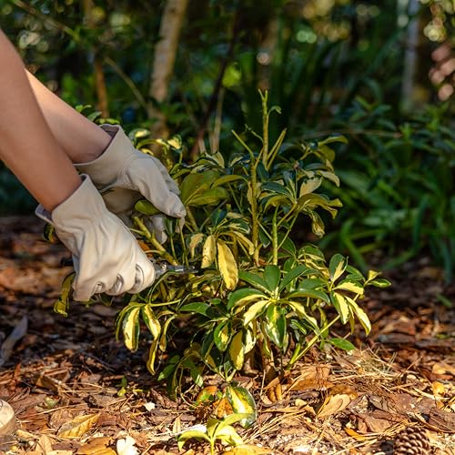 Radius Garden 7-Inch Aluminum Fine Pruner with Ergonomic Grip