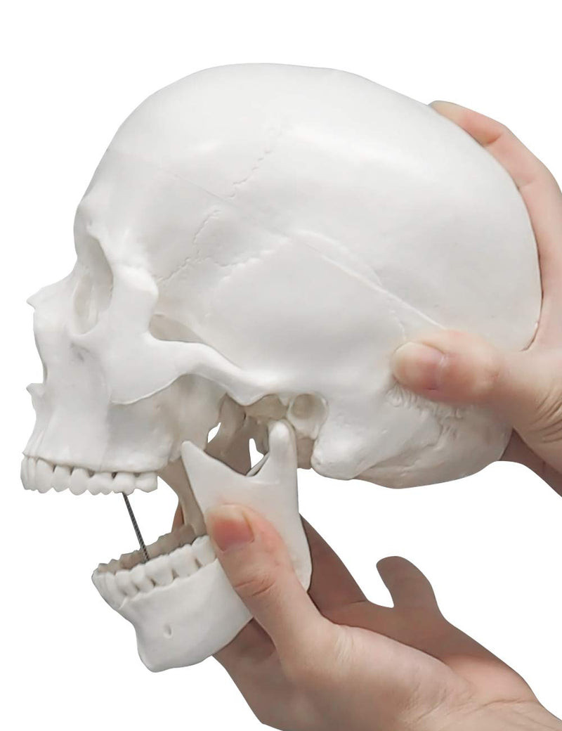 Human Skull Model, Life Size 3-Part Anatomical Model with Removable Skull Cap and Articulated Mandible for Medical Student Human Anatomy Study Course White Skull