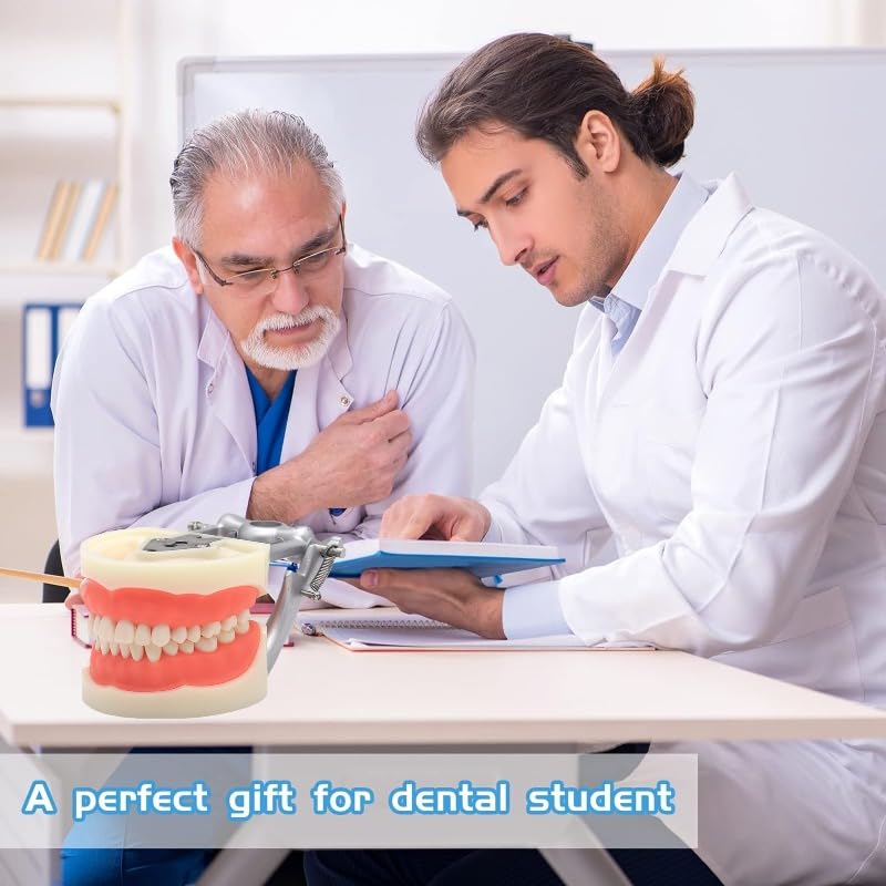 Dental Typodont Teeth Model, with 32 pcs Removable Teeth Compatible with Kilgore Nissin 200 Type for Teaching, Practice and Study 32pcs Detachable Teeth Model