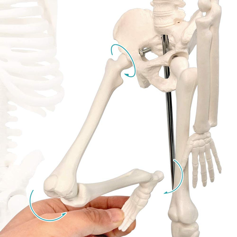 NEW HORIZON 17.7“ Human Skeleton Model for Anatomy,Movable Arms Legs Bones Structures,Whole Spine Ribs Skeleton Model,Suitable for Study Display Artificial Limbs for Medical Instruction Purposes
