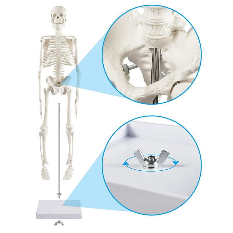 breesky Human Skeleton Model for Anatomy: 17” Human Skeleton Model with Movable Arms and Legs - Scientific Model for Study and Display 17 Inch Human Anatomy Skeleton - 1 Pack