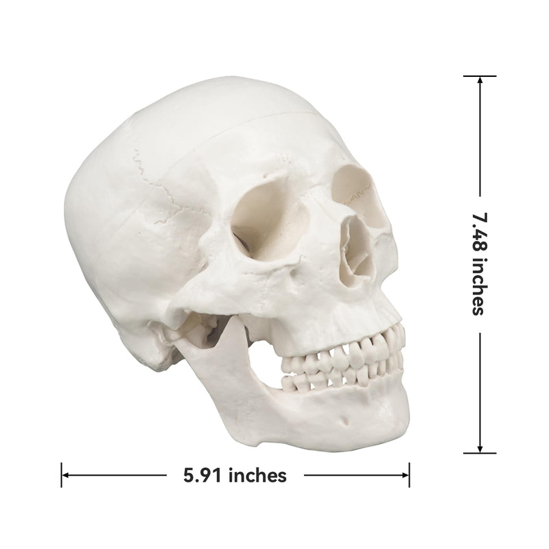 Human Skull Model, Life Size 3-Part Anatomical Model with Removable Skull Cap and Articulated Mandible for Medical Student Human Anatomy Study Course White Skull