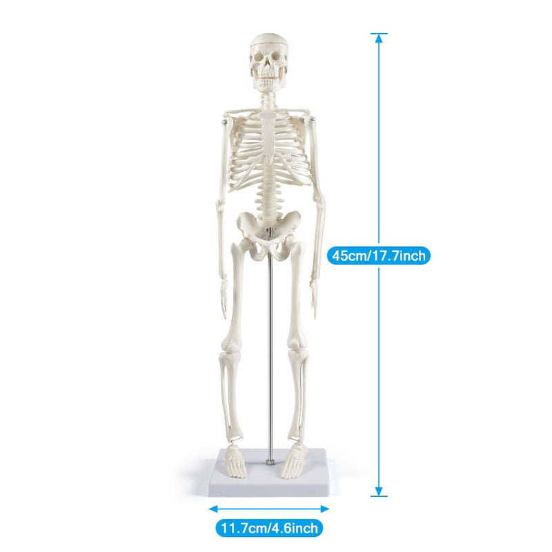 breesky Human Skeleton Model for Anatomy: 17” Human Skeleton Model with Movable Arms and Legs - Scientific Model for Study and Display 17 Inch Human Anatomy Skeleton - 1 Pack