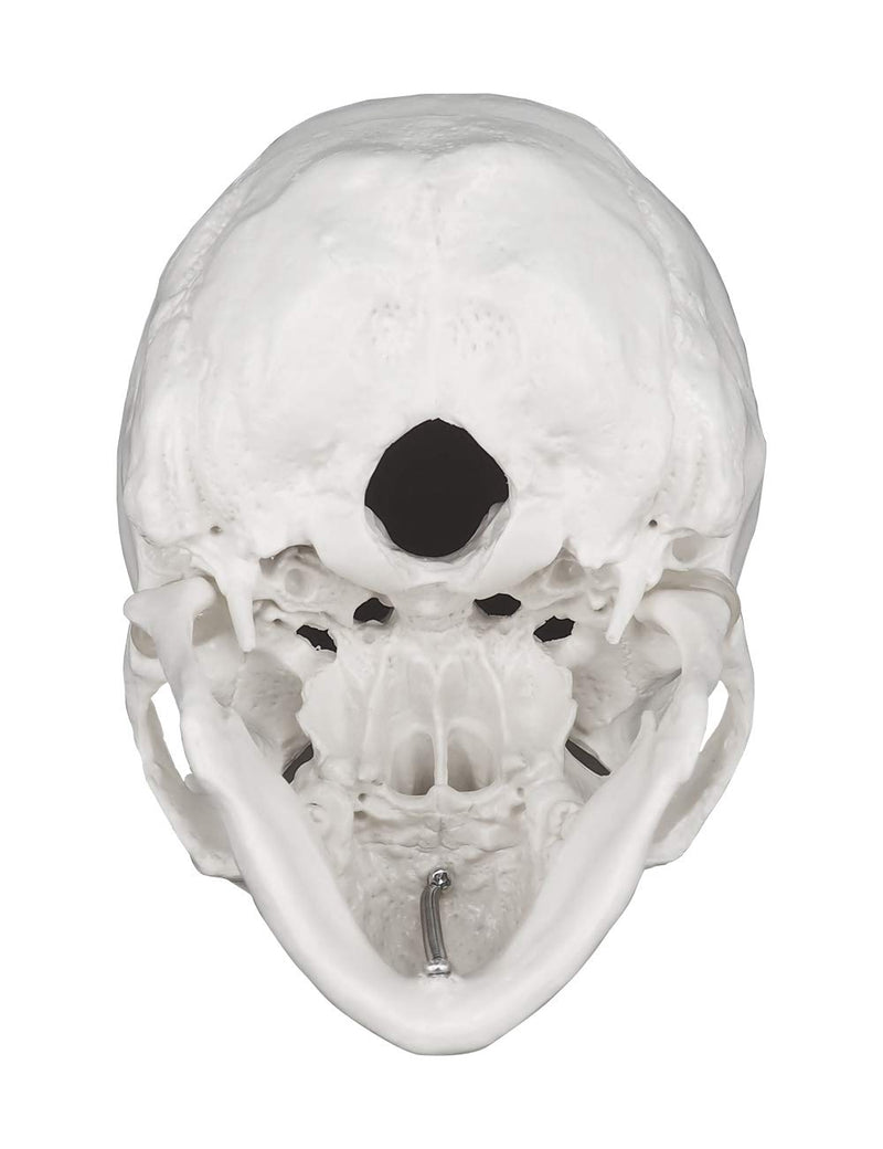 Human Skull Model, Life Size 3-Part Anatomical Model with Removable Skull Cap and Articulated Mandible for Medical Student Human Anatomy Study Course White Skull