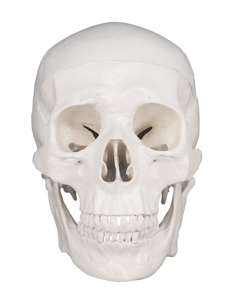 Human Skull Model, Life Size 3-Part Anatomical Model with Removable Skull Cap and Articulated Mandible for Medical Student Human Anatomy Study Course White Skull