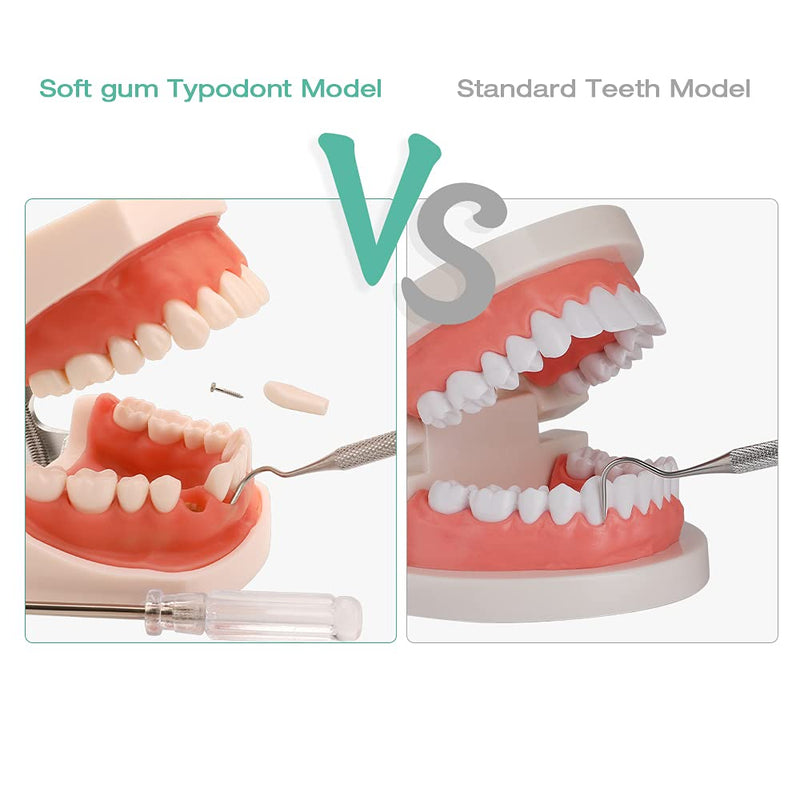 Dental Typodont Teeth Model - Practice Dentist Tooth Models for Dental Students Removable Teeth Suitable for Teaching Practice and Study with a Small Screwdriver
