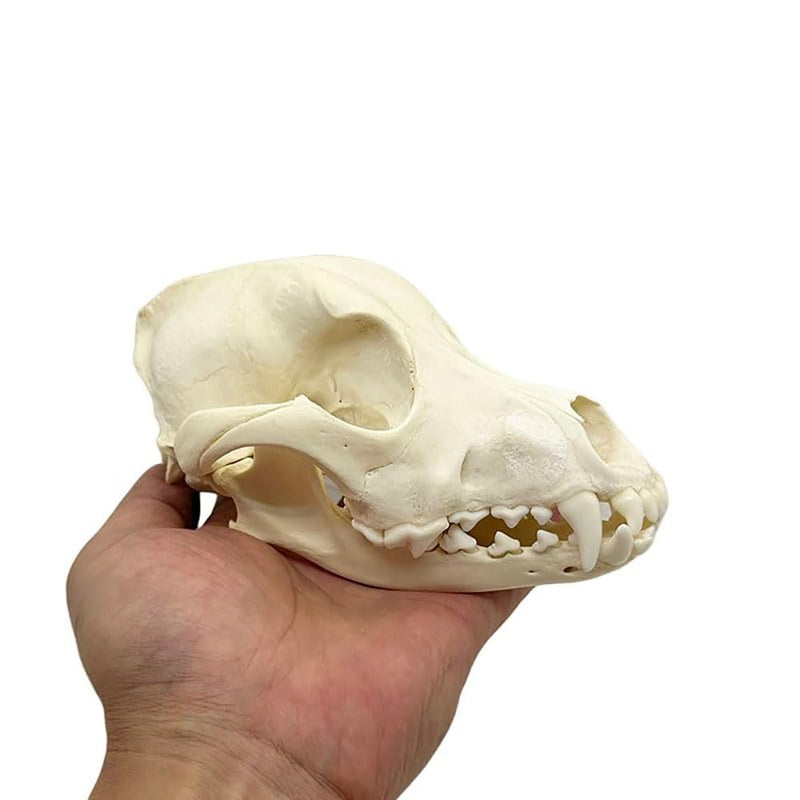 Taxidermy Real Animals Dog Skulls, Real Bones Specimen, Taxidermy Supplies for Science Education, Special Gift (Dog Skull) Dog Skull