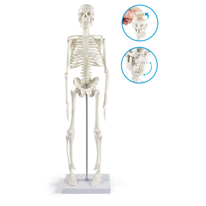 breesky Human Skeleton Model for Anatomy: 17” Human Skeleton Model with Movable Arms and Legs - Scientific Model for Study and Display 17 Inch Human Anatomy Skeleton - 1 Pack