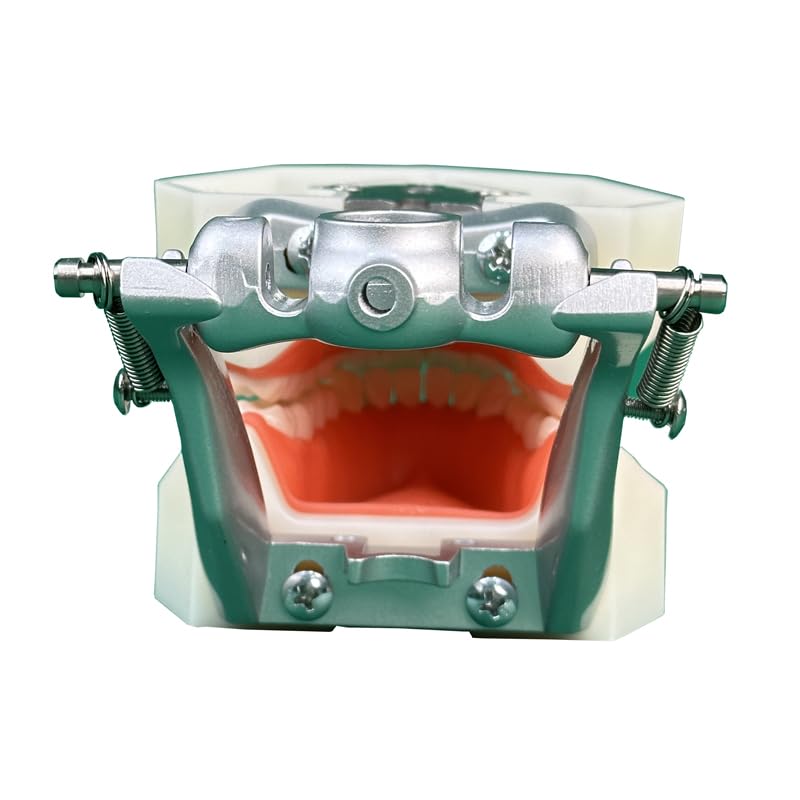 Dental Typodont Teeth Model, with 32 pcs Removable Teeth Compatible with Kilgore Nissin 200 Type for Teaching, Practice and Study 32pcs Detachable Teeth Model