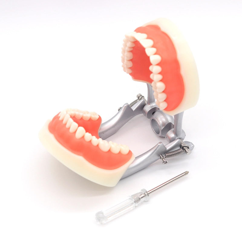 Dental Typodont Teeth Model, with 32 pcs Removable Teeth Compatible with Kilgore Nissin 200 Type for Teaching, Practice and Study 32pcs Detachable Teeth Model