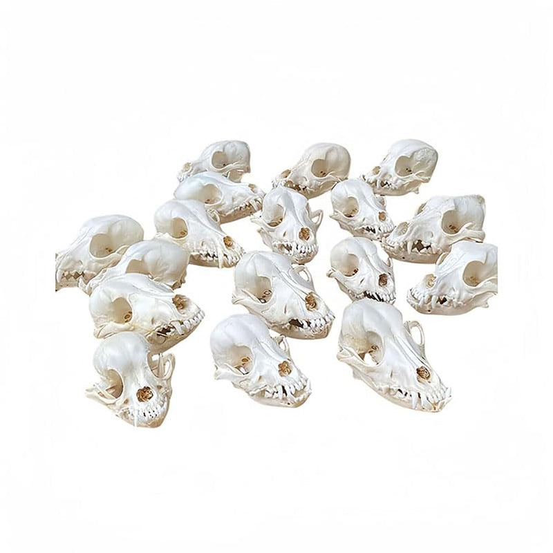 Taxidermy Real Animals Dog Skulls, Real Bones Specimen, Taxidermy Supplies for Science Education, Special Gift (Dog Skull) Dog Skull