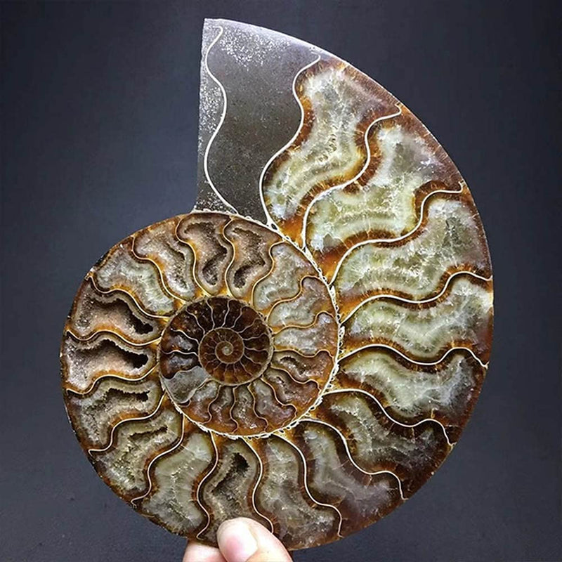 Natural Beautiful Ammonite Fossil Conch Specimen Collectibles Home Decor Gifts Ornament (6-7in) 6-7in
