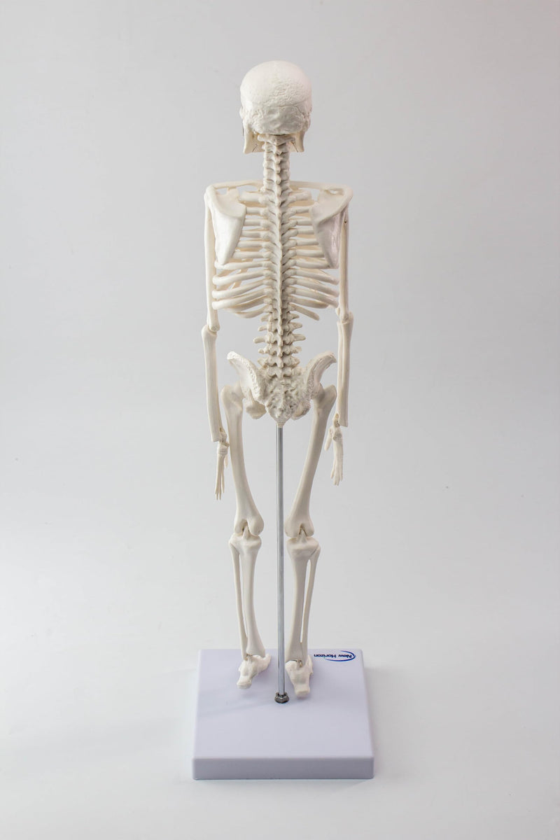 NEW HORIZON 17.7“ Human Skeleton Model for Anatomy,Movable Arms Legs Bones Structures,Whole Spine Ribs Skeleton Model,Suitable for Study Display Artificial Limbs for Medical Instruction Purposes