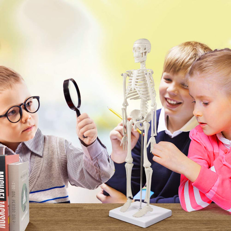 breesky Human Skeleton Model for Anatomy: 17” Human Skeleton Model with Movable Arms and Legs - Scientific Model for Study and Display 17 Inch Human Anatomy Skeleton - 1 Pack