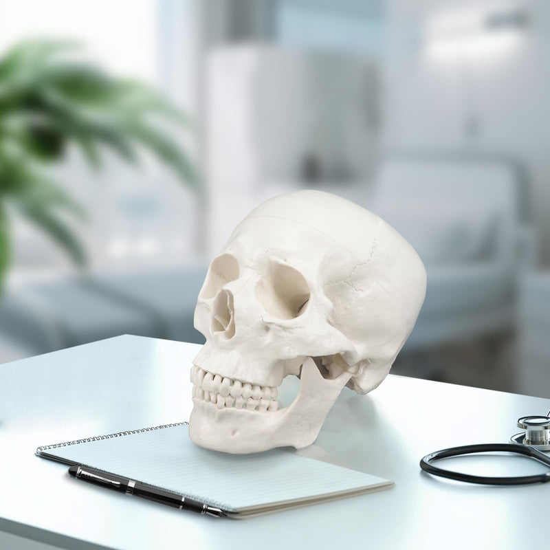 Human Skull Model, Life Size 3-Part Anatomical Model with Removable Skull Cap and Articulated Mandible for Medical Student Human Anatomy Study Course White Skull