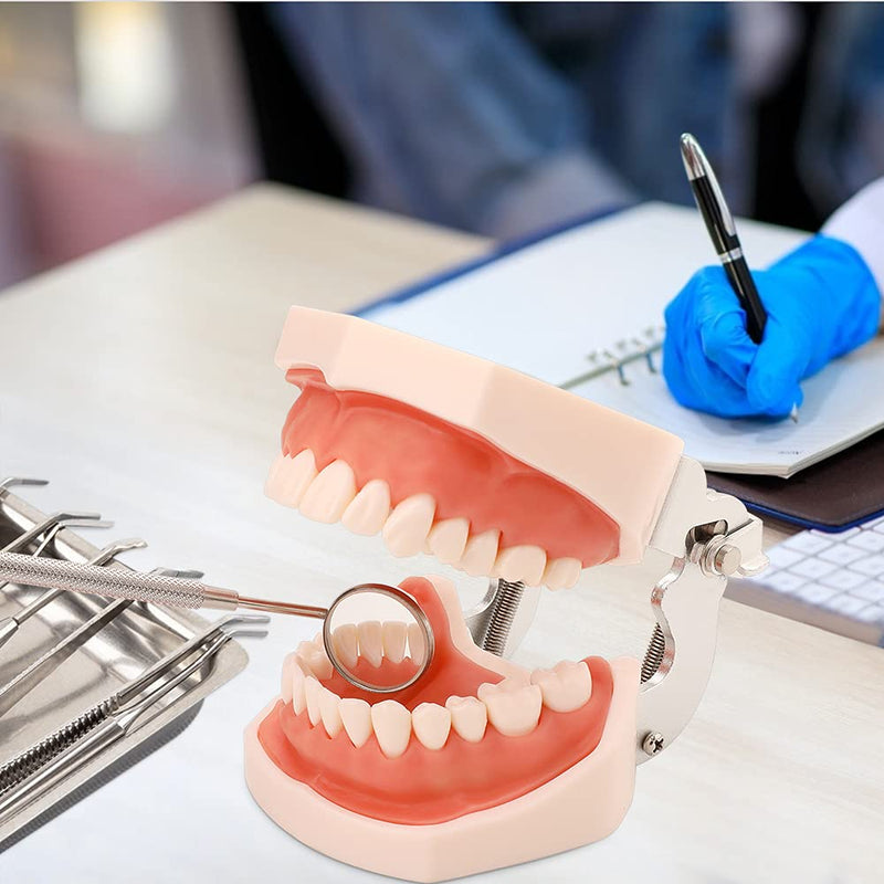 Dental Typodont Teeth Model - Practice Dentist Tooth Models for Dental Students Removable Teeth Suitable for Teaching Practice and Study with a Small Screwdriver
