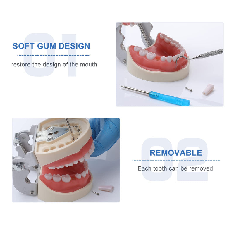 Typodont Teeth Model - Dental Practice Typodont Model with Removable Kilgore Typodont Teeth and a Small Screwdriver 32 teeth model