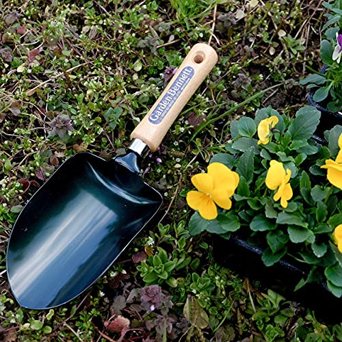Garden Helper Soil Scoop Garden Tool, Large Loose Soil Scooper Tool for Transplanting and Gardening, Heavy Duty Japanese Steel Balde, Wood Handle, Made in Japan