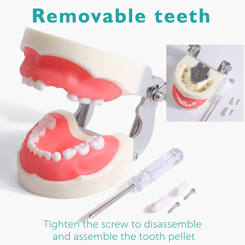 Child Typodont Teeth Model - Pediatric Standard Deciduous Tooth Model with 24pcs Removable Teeth Compatible with Kilgore Nissin for Teaching Study and Practice Plus Free Small Screwdriver