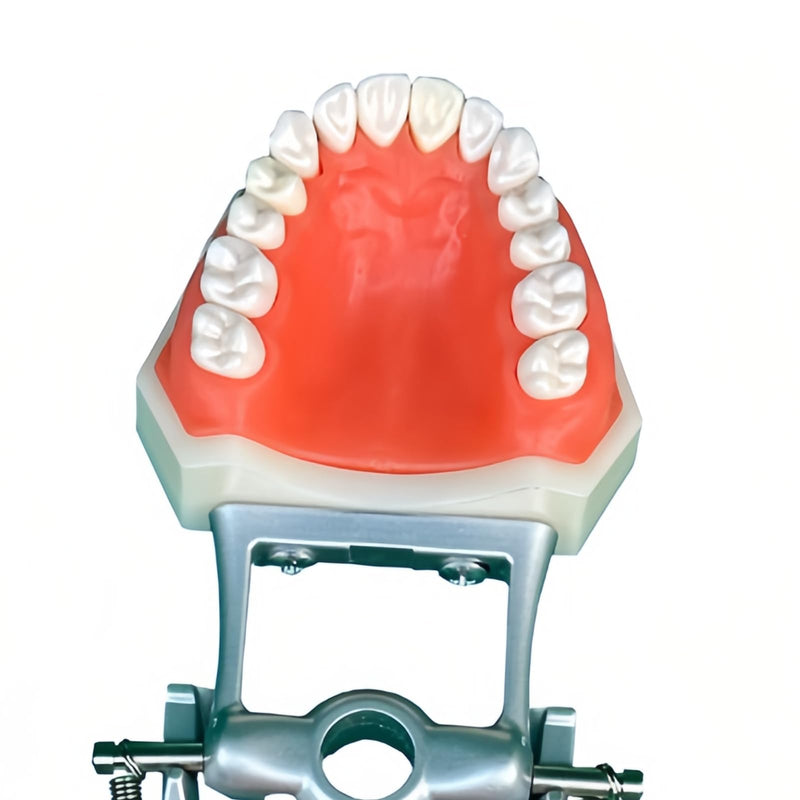 Dental Typodont Teeth Model, with 32 pcs Removable Teeth Compatible with Kilgore Nissin 200 Type for Teaching, Practice and Study 32pcs Detachable Teeth Model
