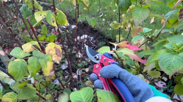 Spear & Jackson Razorsharp Bypass Pruning Shears, SK5 Carbon Steel Blades, Coated for Corrosion Resistance, Ergonomic Handles for Comfortable Use Bypass Pruner